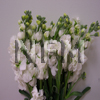 white stock flower